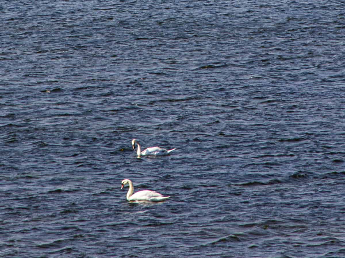 Белые лебеди на Тилигульском лимане