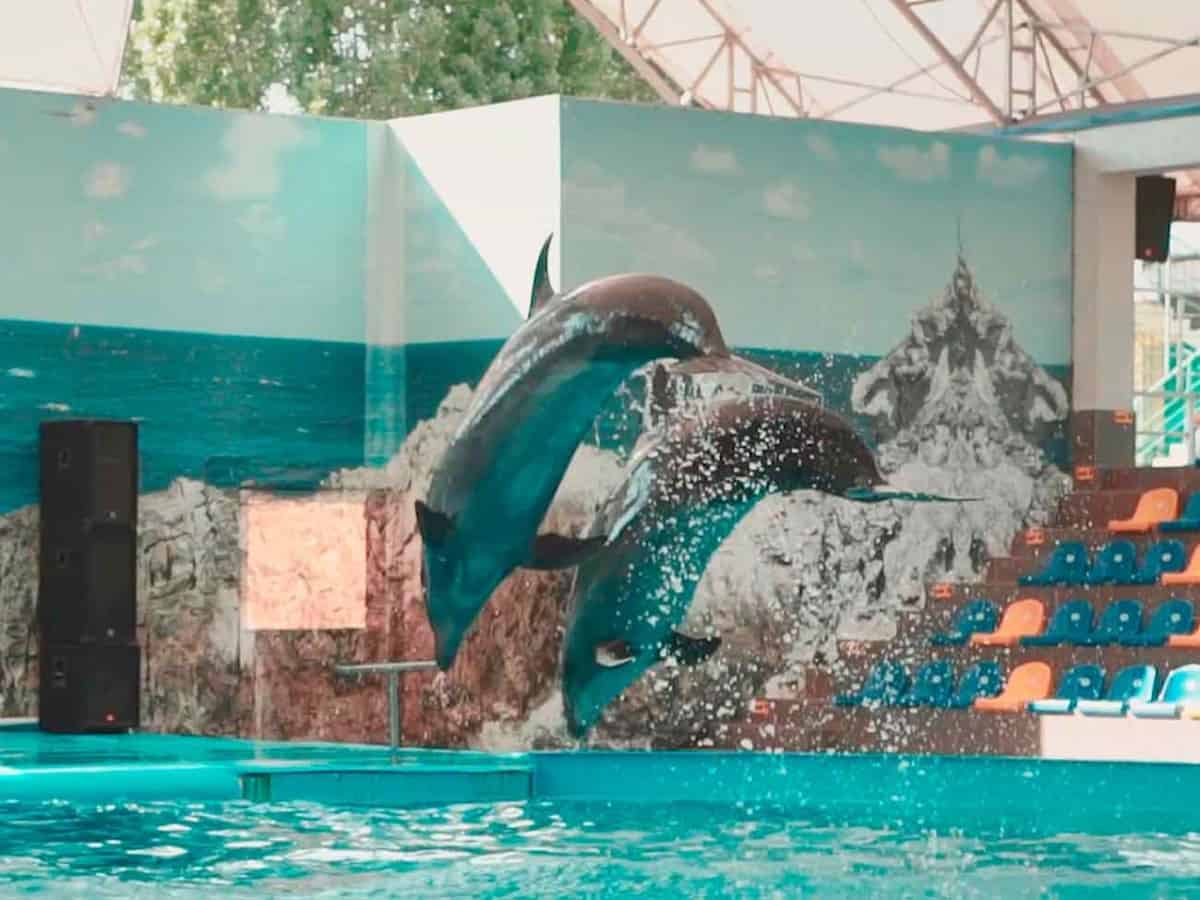 дельфины в Коблево молдавская зона