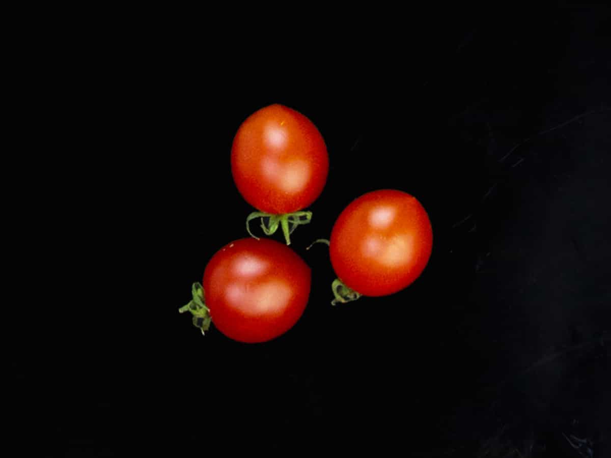 Томас Кобле помидоры