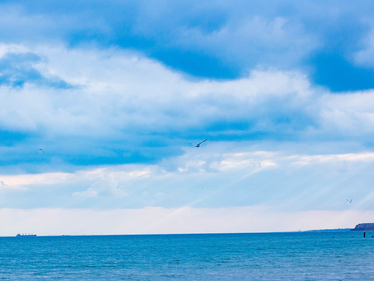 чайка в небе над Черным морем в Коблево