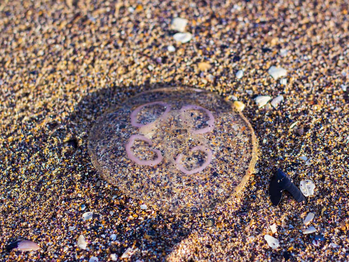 Медуза аурелия на пляже в Коблево