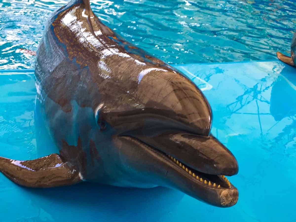 Открытие дельфинария Немо в Коблево 2020