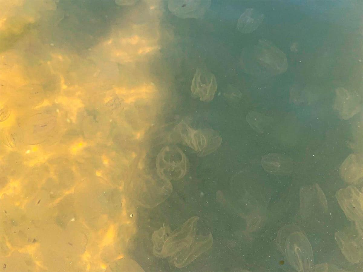 медуза мнемиопсис Коблево Черное Море