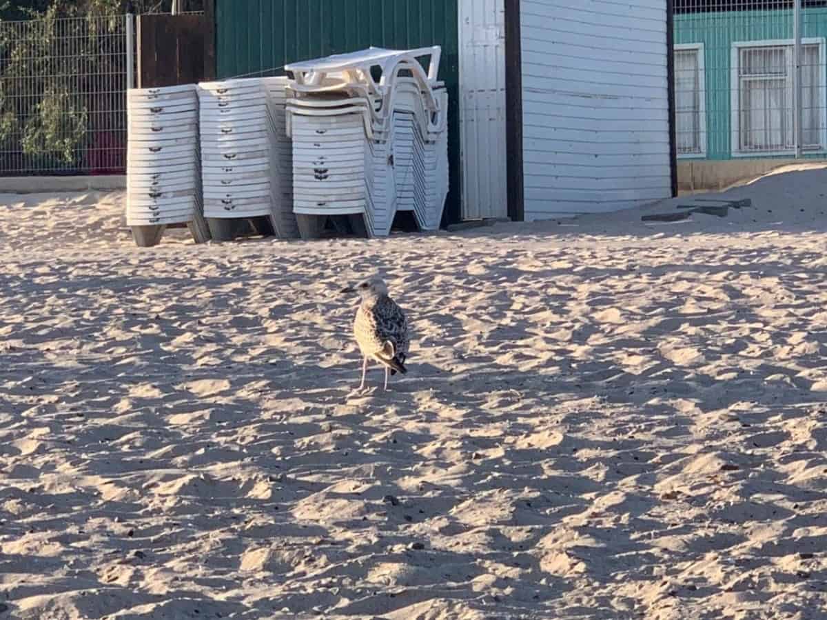 птица на пляже коблево