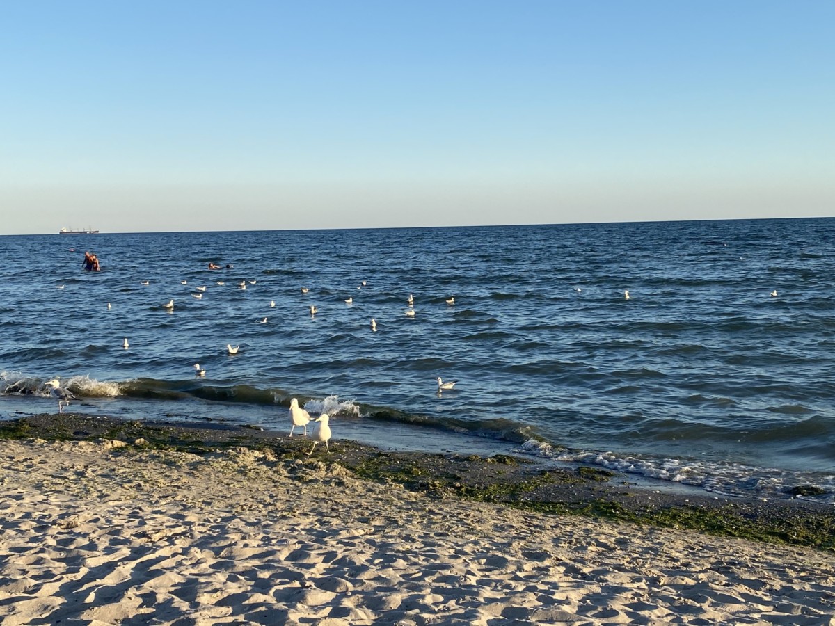 Чайки на пляже фото Коблево
