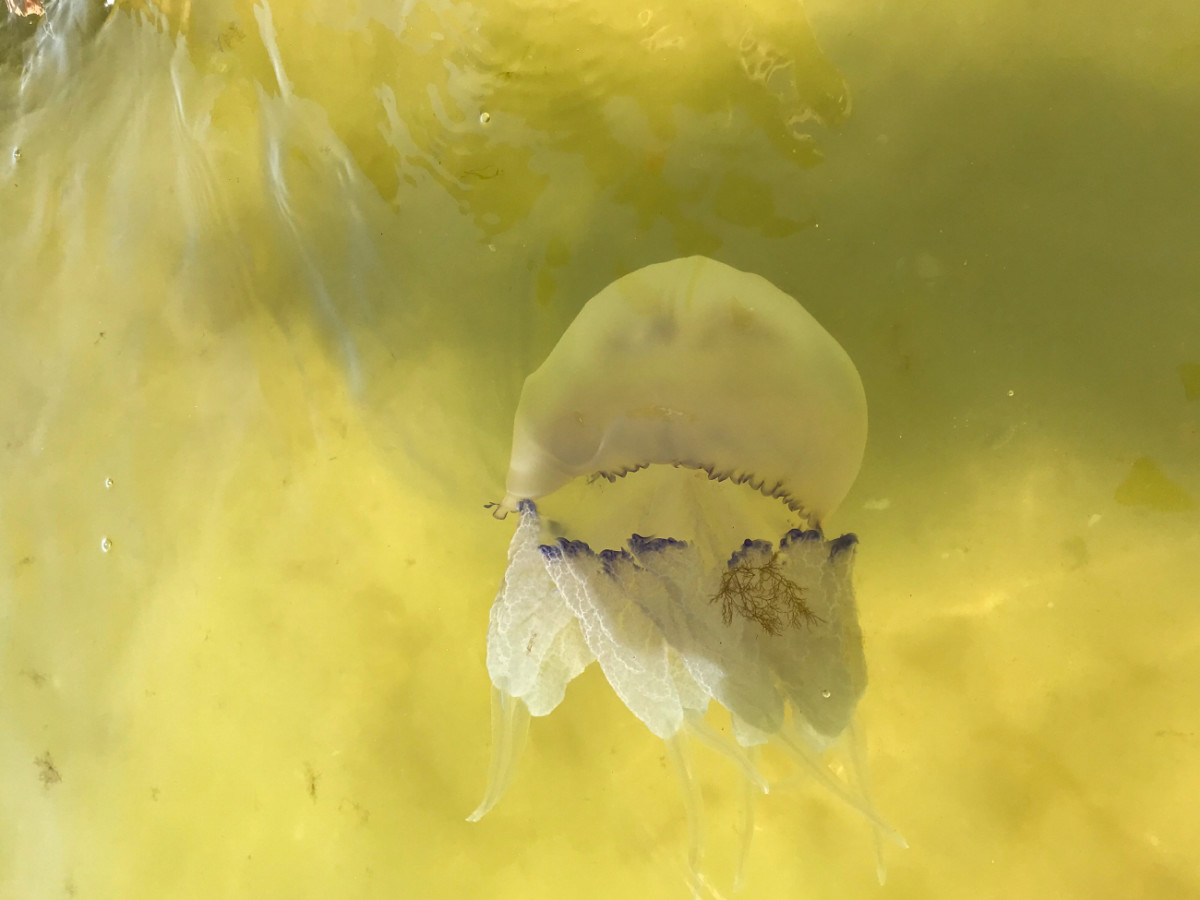 Медуза Корнерот в Коблево фото