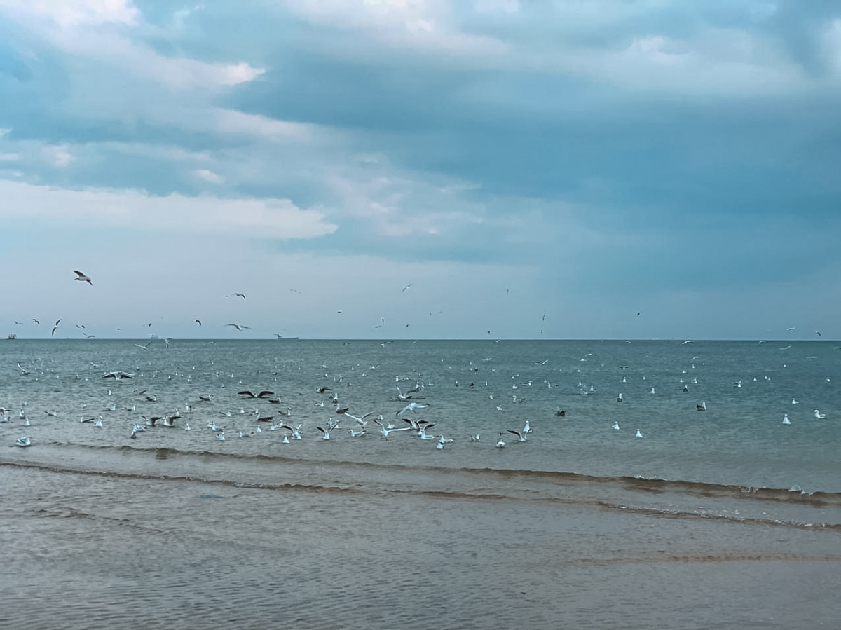 Чайки на море в Коблево 05.09.2020