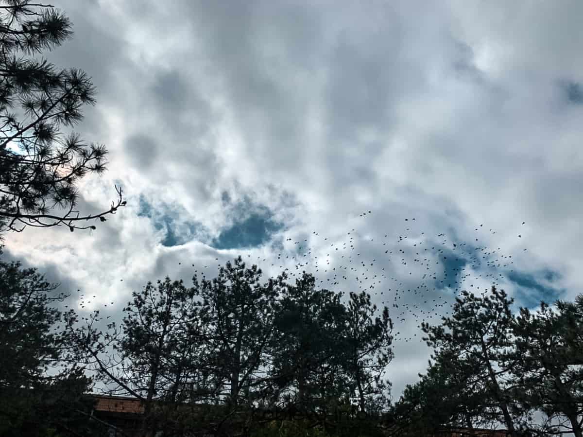 стая птиц в небе Коблево