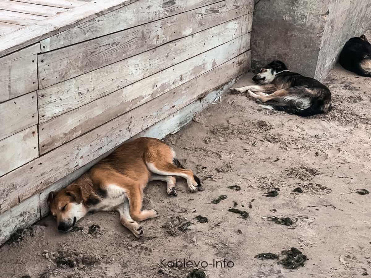 Собаки на песке в Коблево