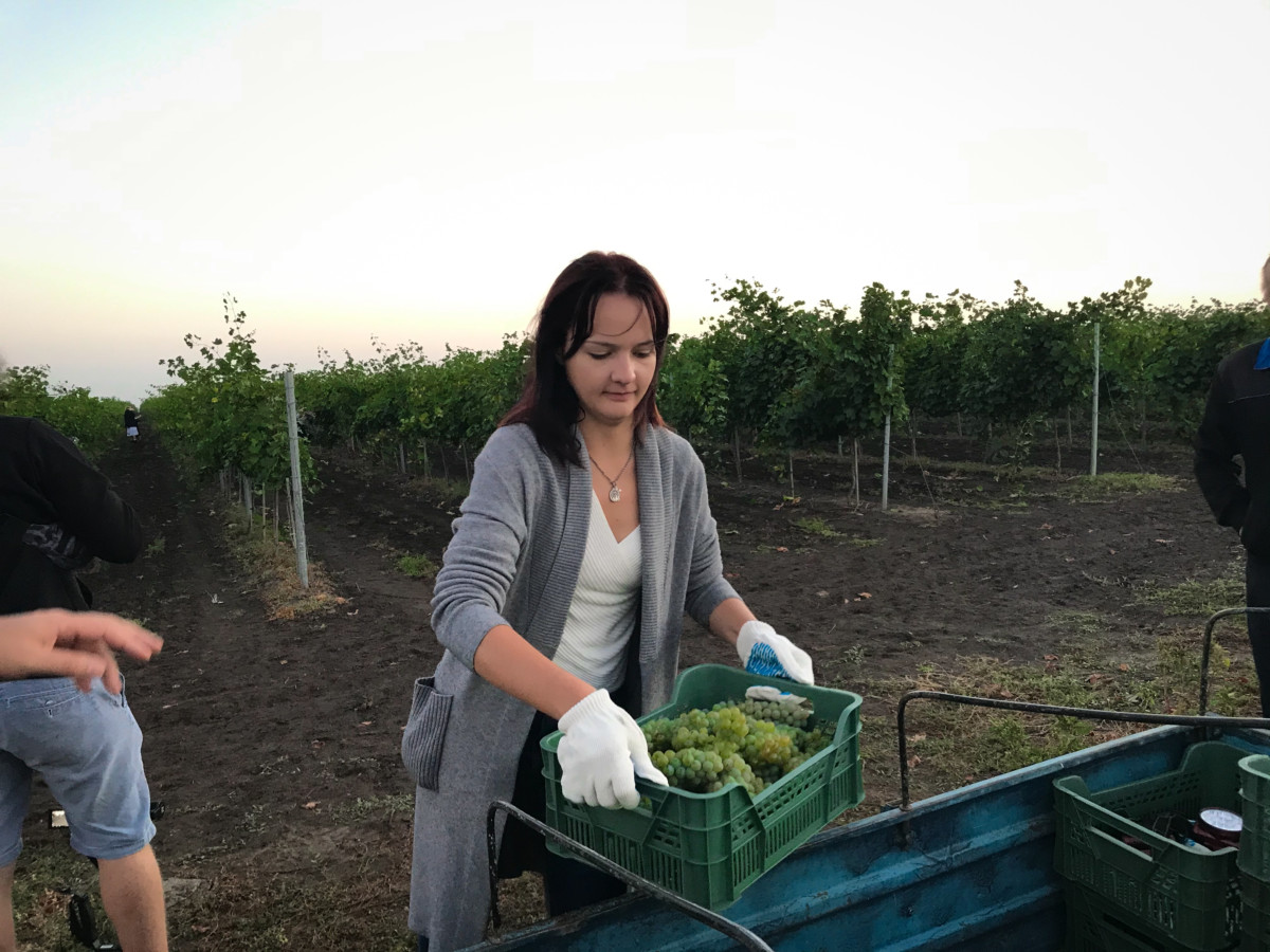 Сбор винограда 2020 в Коблево
