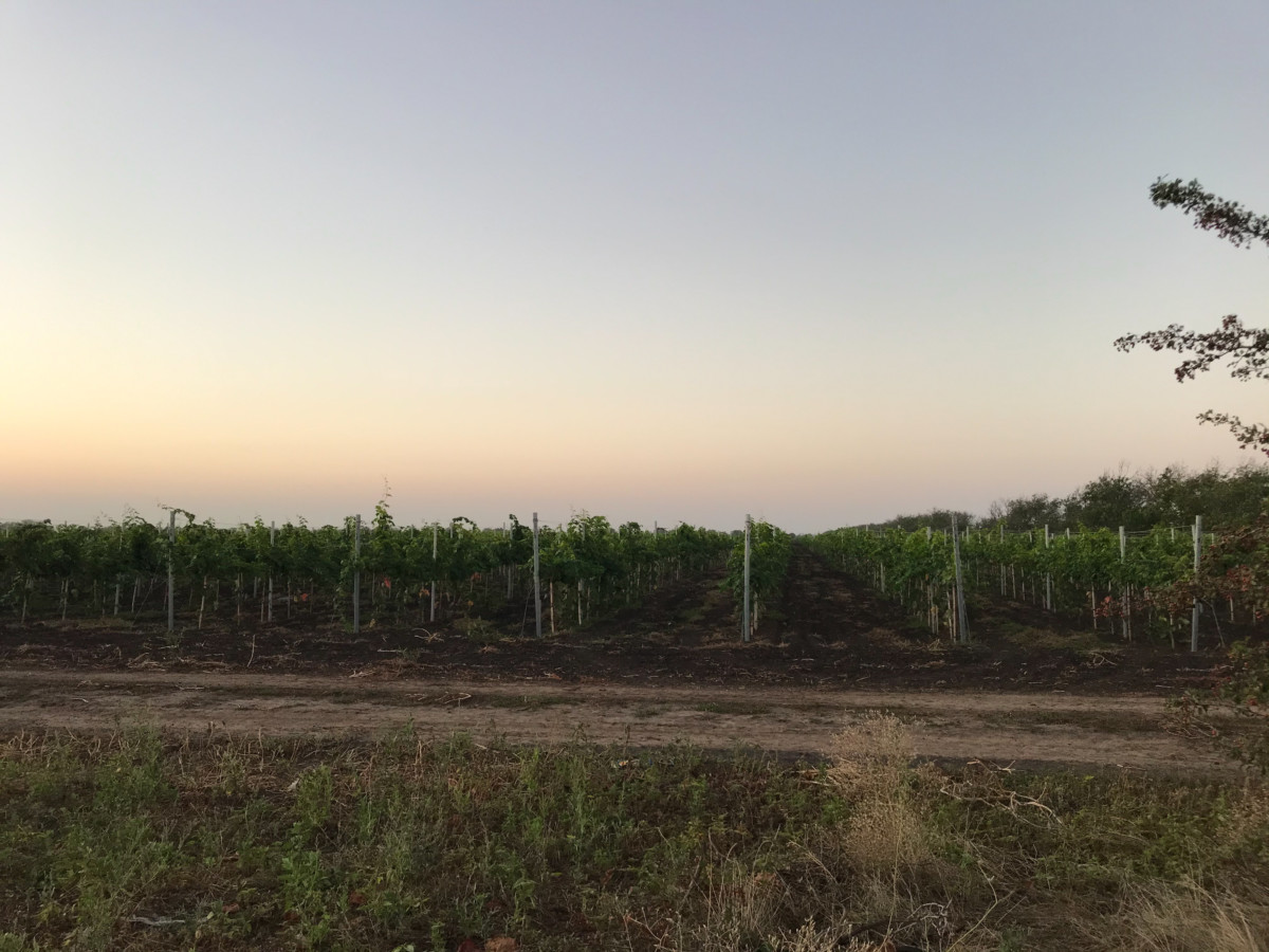 Коблево виноградники винзавода фото