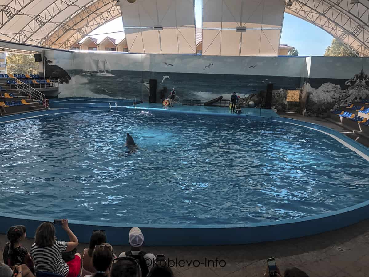 Фото дельфина в бассейне в Коблево