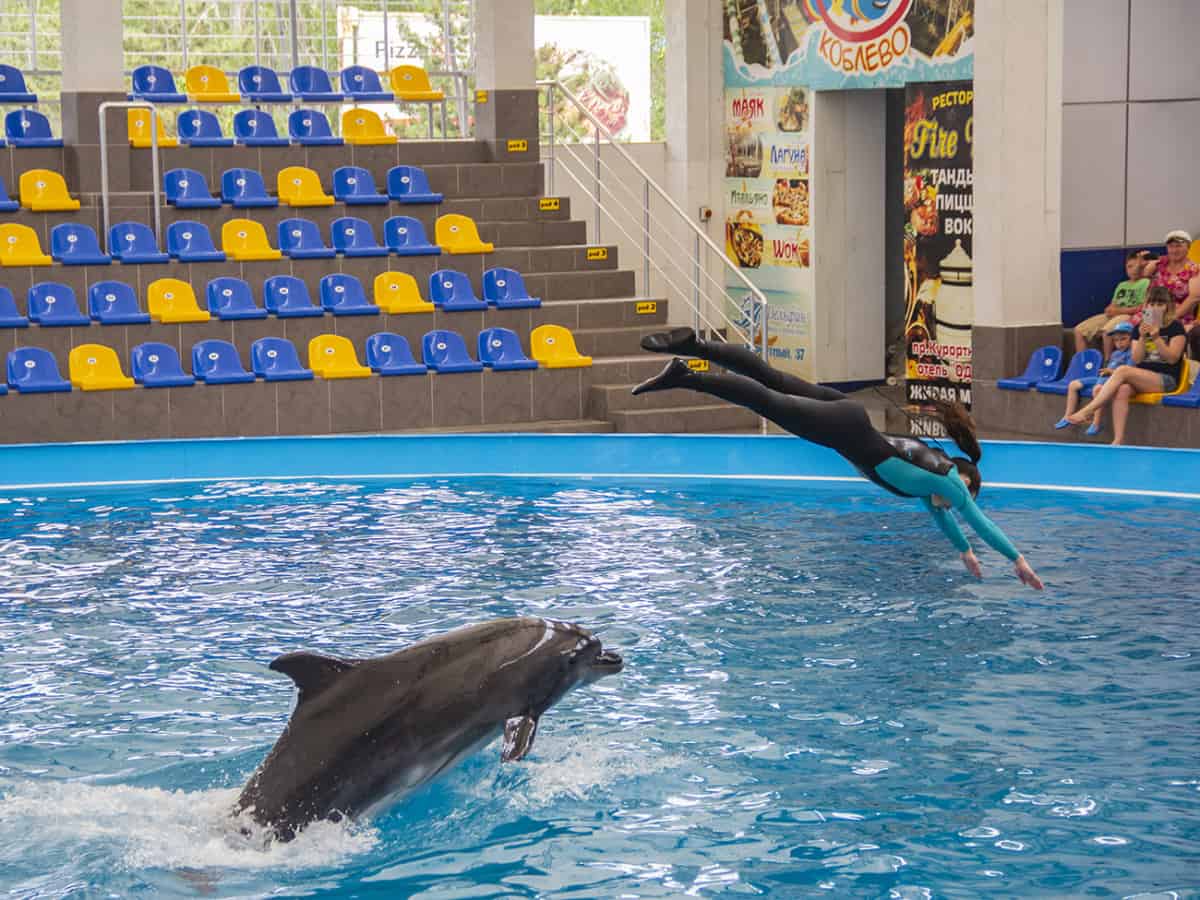 Трюки с дельфинами в Коблево