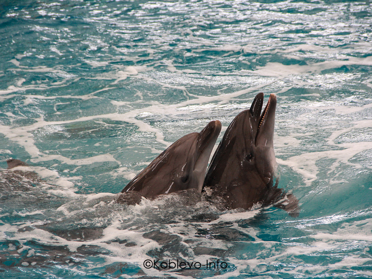 Дельфинарий Немо в Коблево. Фото дельфинов