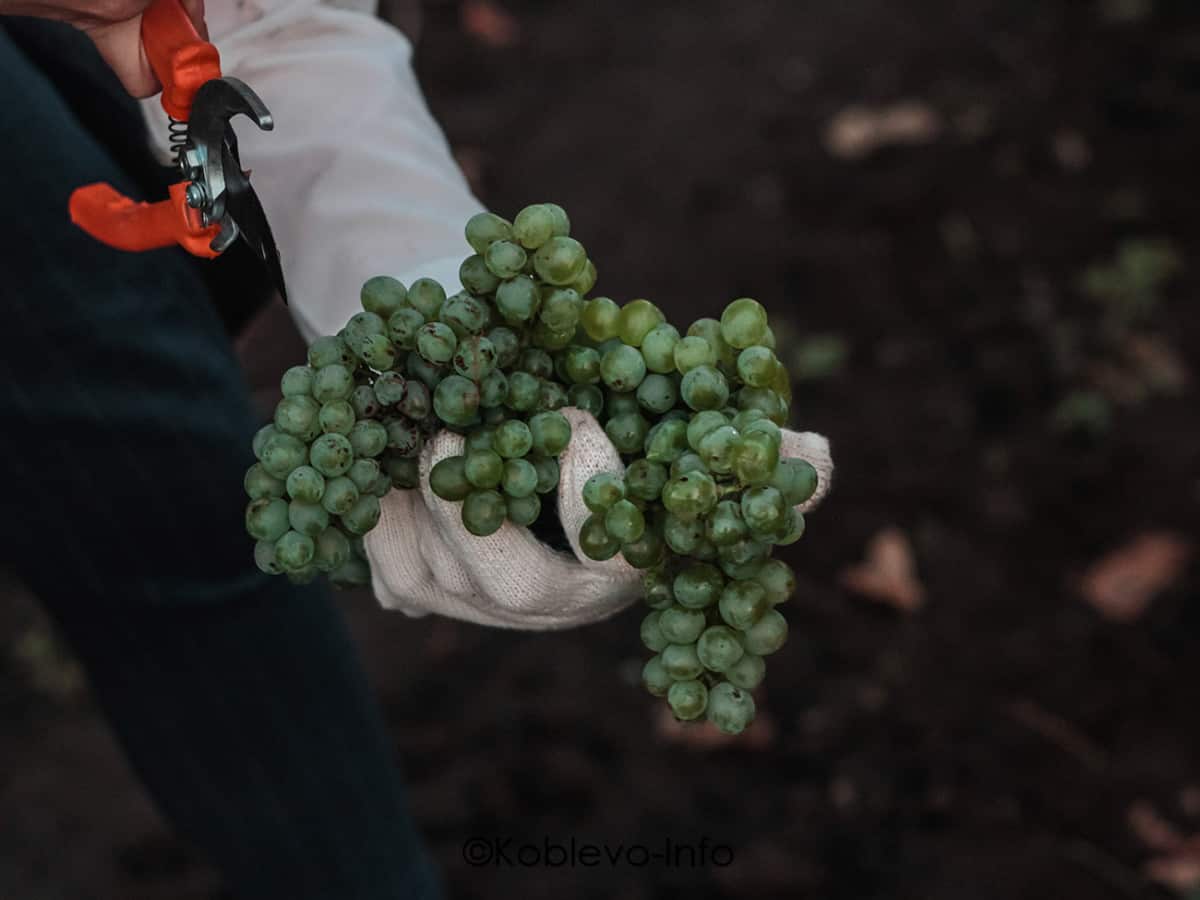 Сорт винограда для белого вина в Коблево