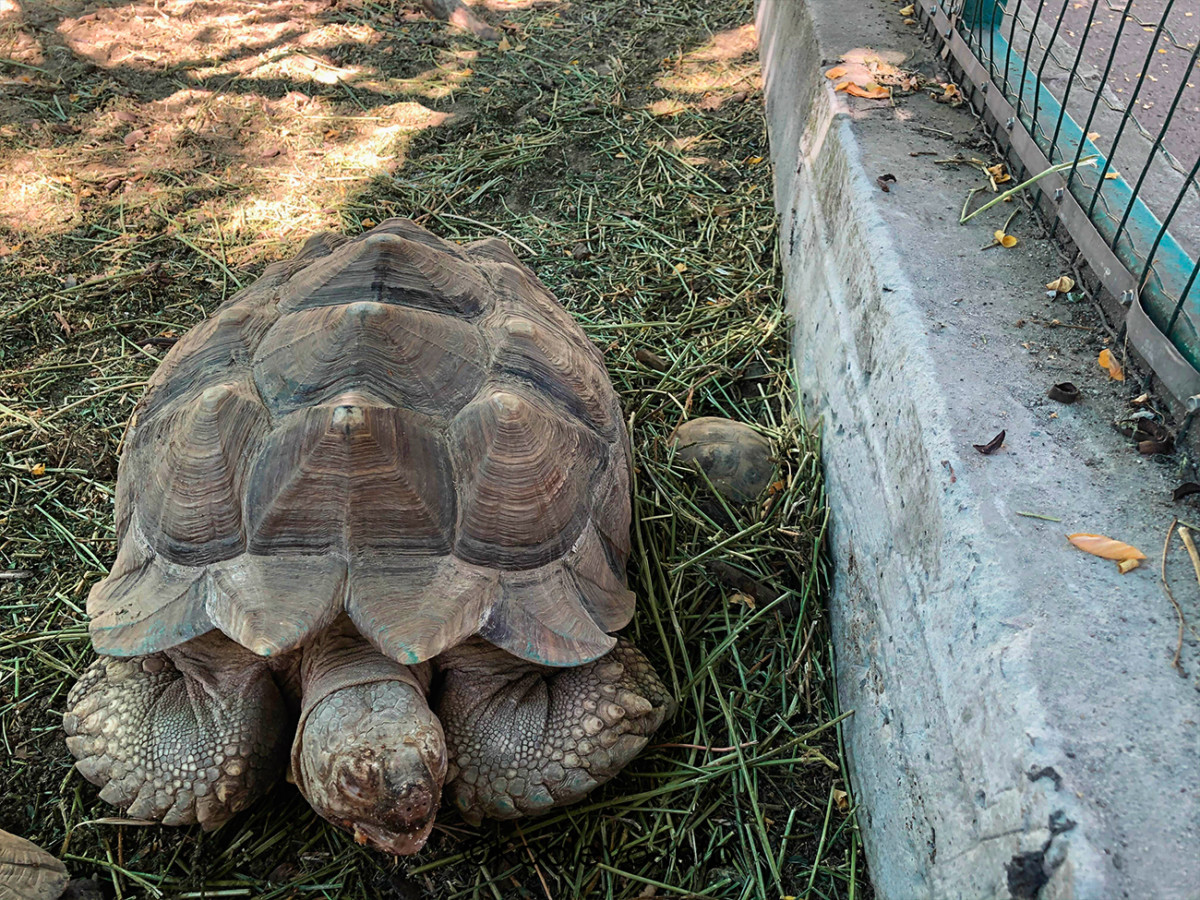 Большая черепаха в Николаевском зоопарке