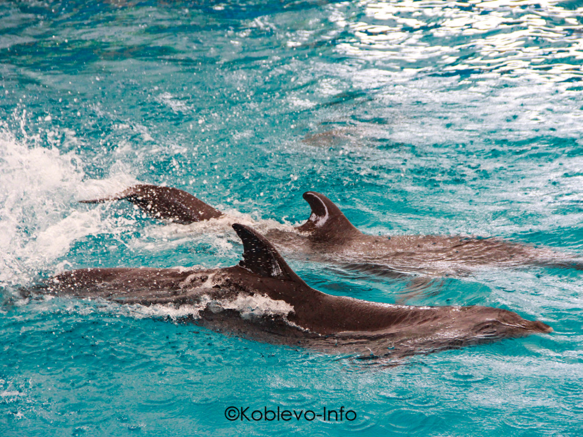 Дельфины в Коблево