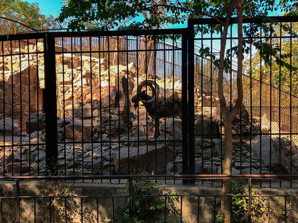 Какие животные обитают в Николаевском зоопарке