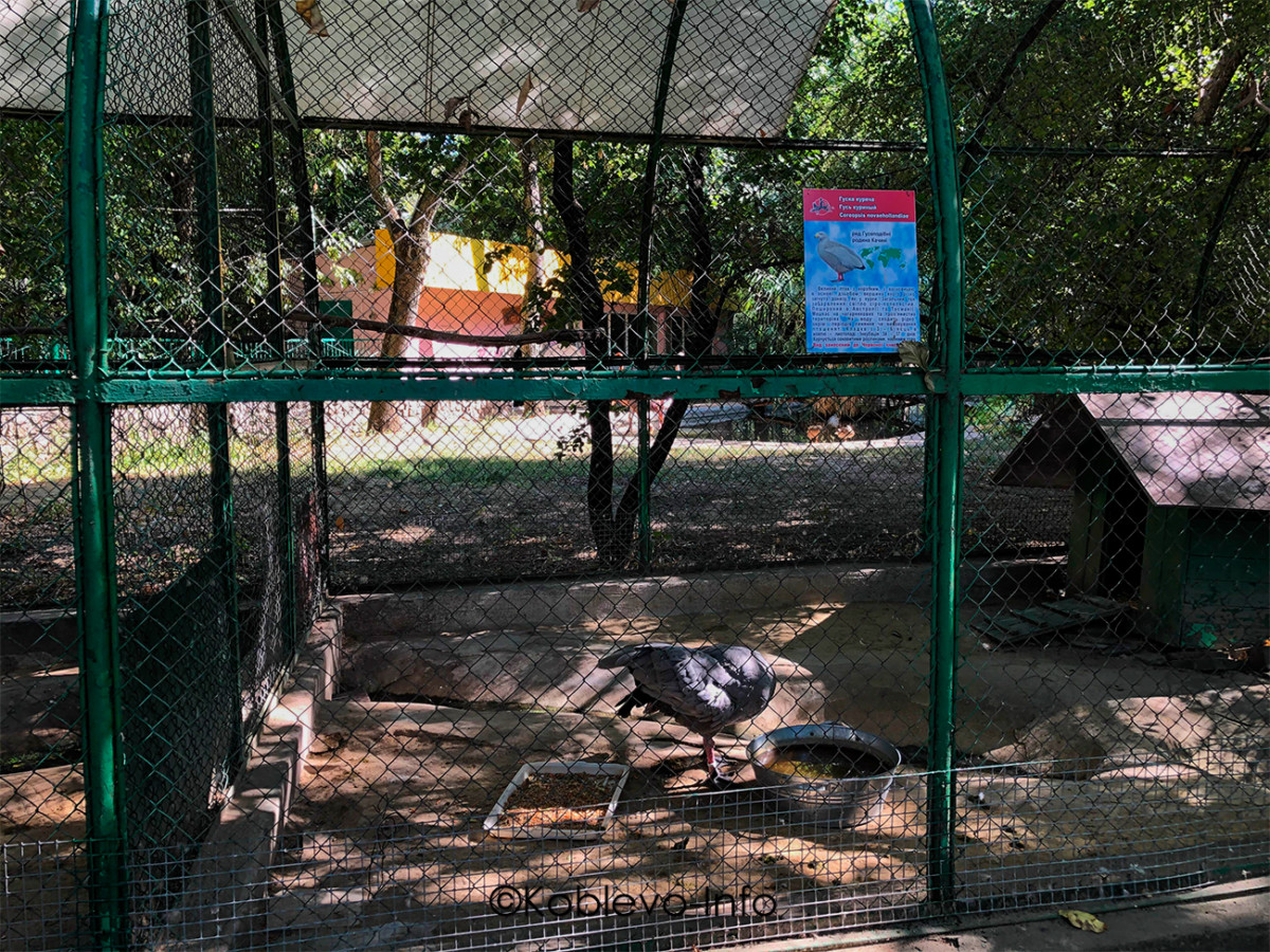 Фото гуся в Николаевском зоопарке