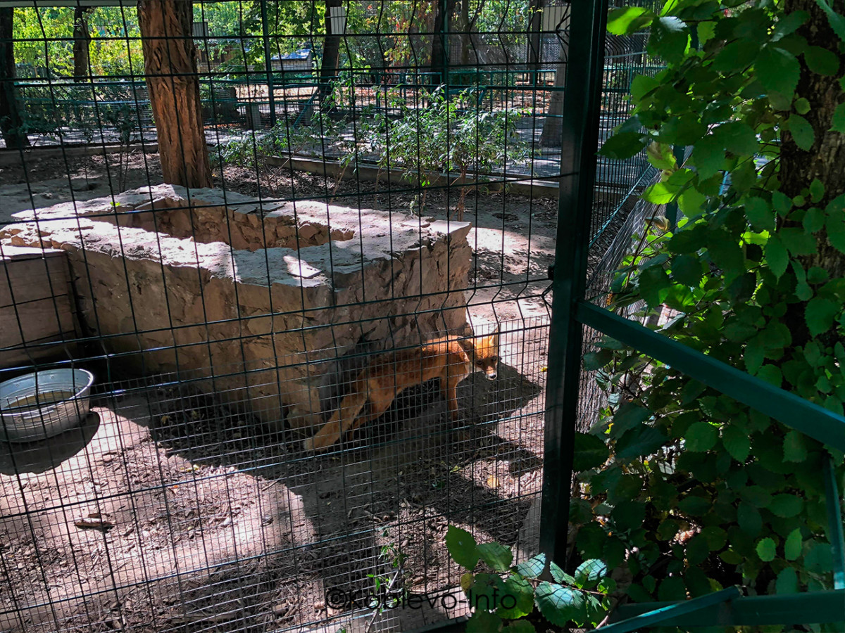 Вольер для лисы в Николаевском зоопарке