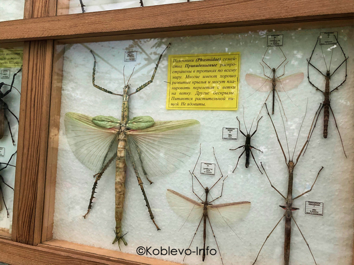 Фото насекомых в террариуме Николаевского зоопарка