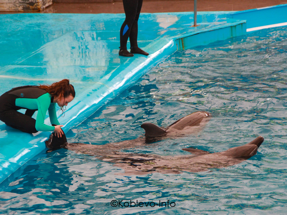 Трюки с дельфинами в Коблево