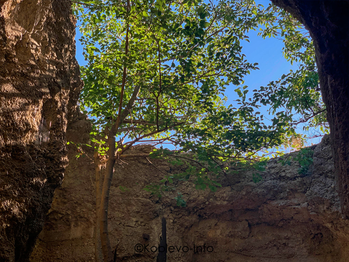 Деревья ростут в пещерах на острове Березань