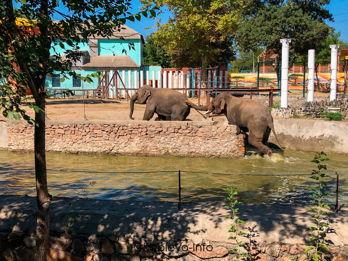 Фото слонов в Николаевском зоопарке