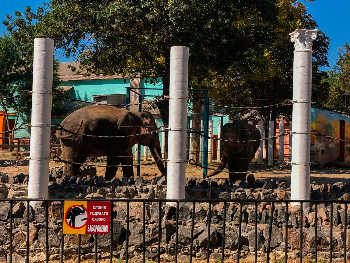 Слоны в вольере в Николаевском зоопарке