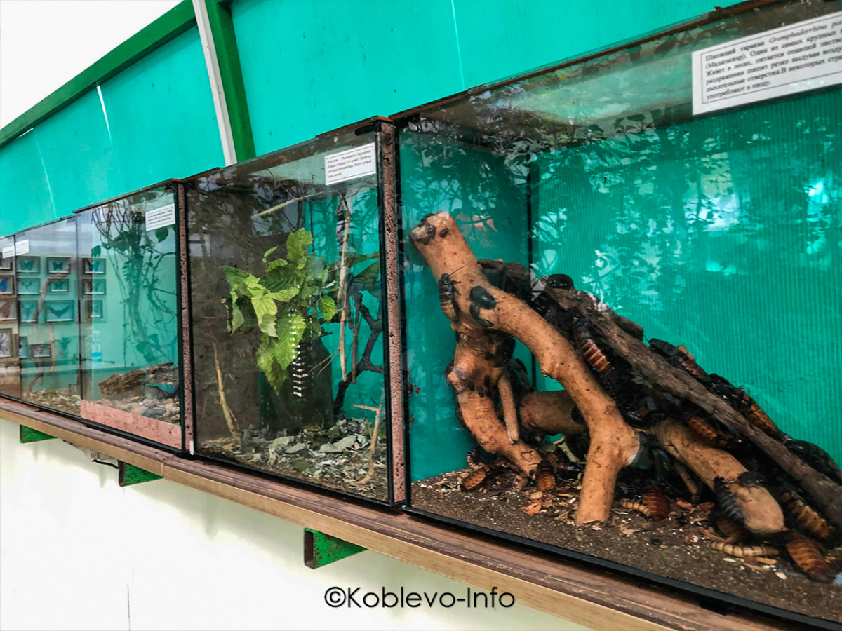 Мадагаскарские тараканы на выставке в зоопарке Николаева