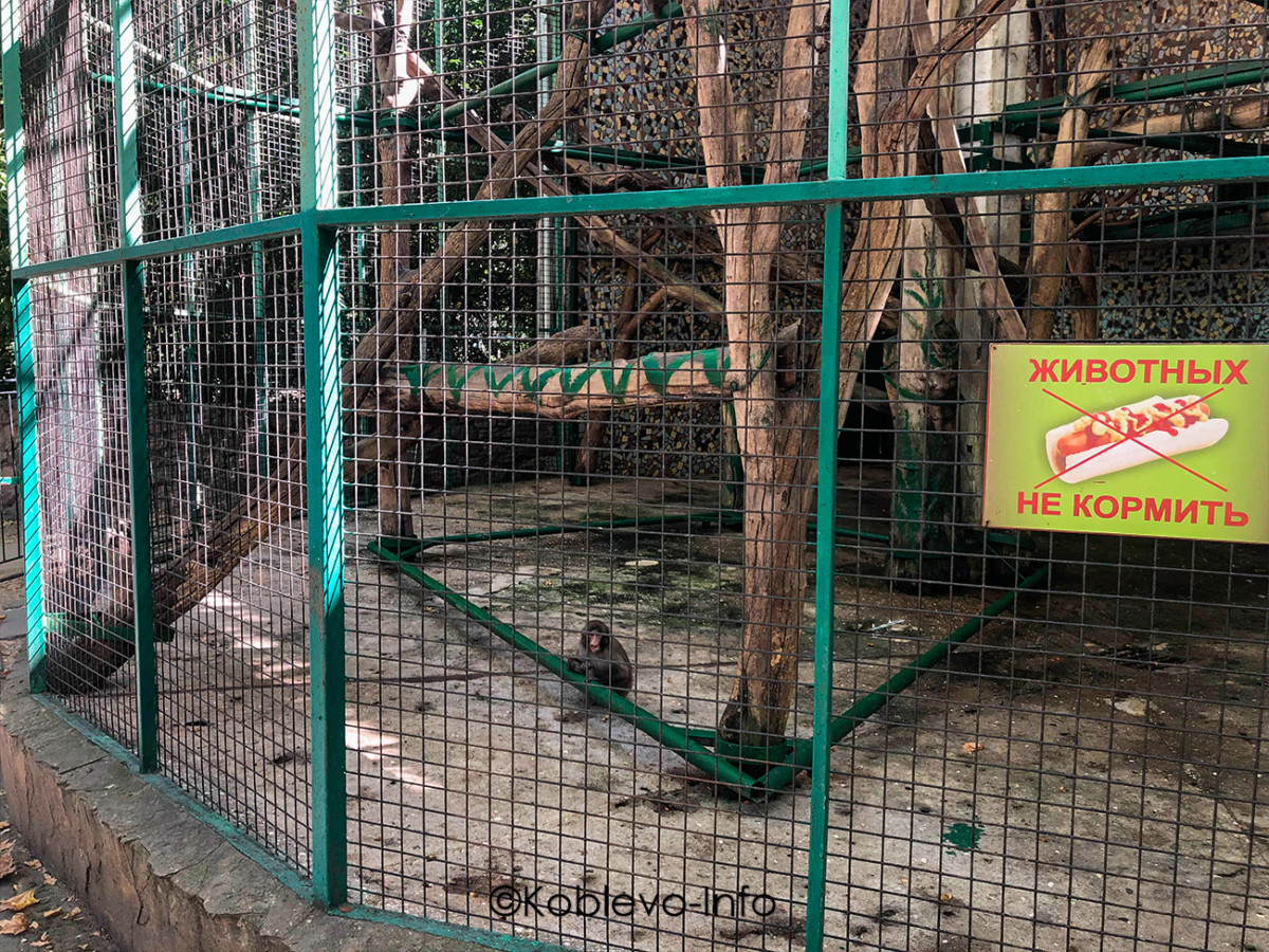 Обезьяны в вольере в зоопарке Николаева