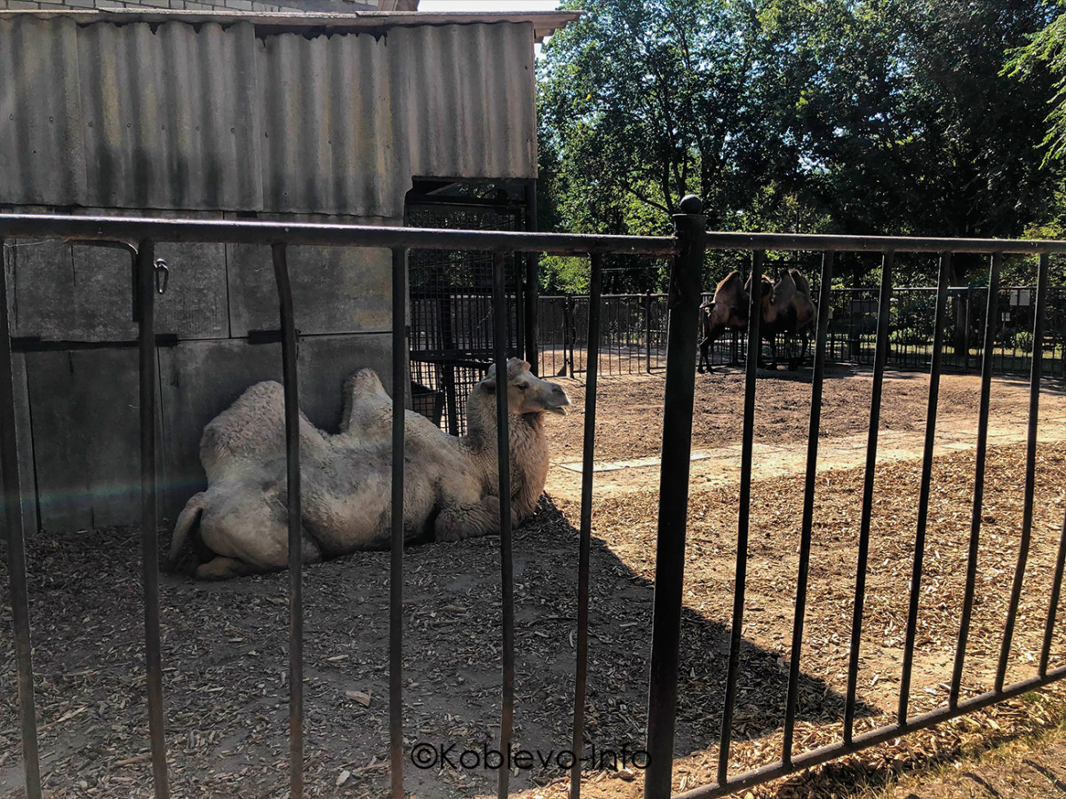Фото верблюда в вольере. Зоопарк Николаев