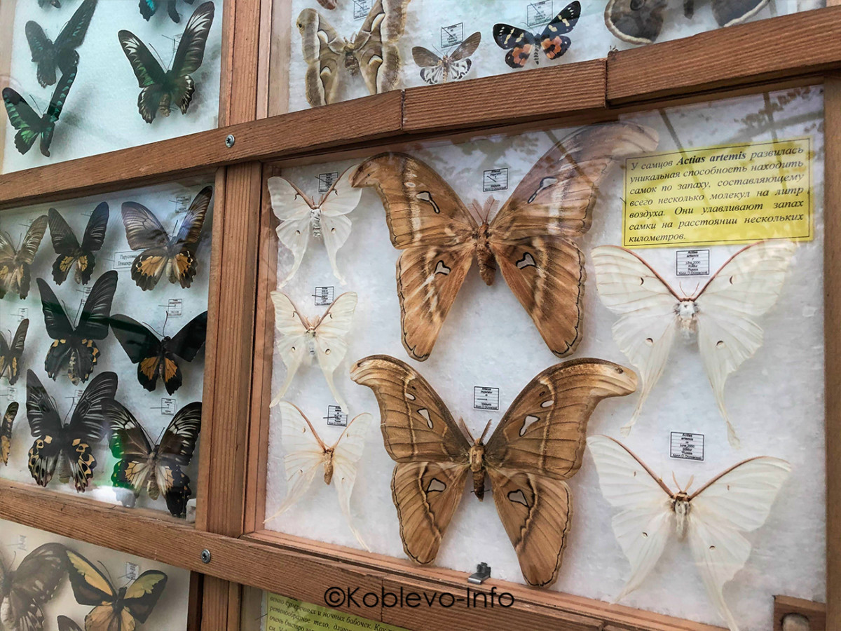 Большие бабочки на выставке в Николаевском зоопарке