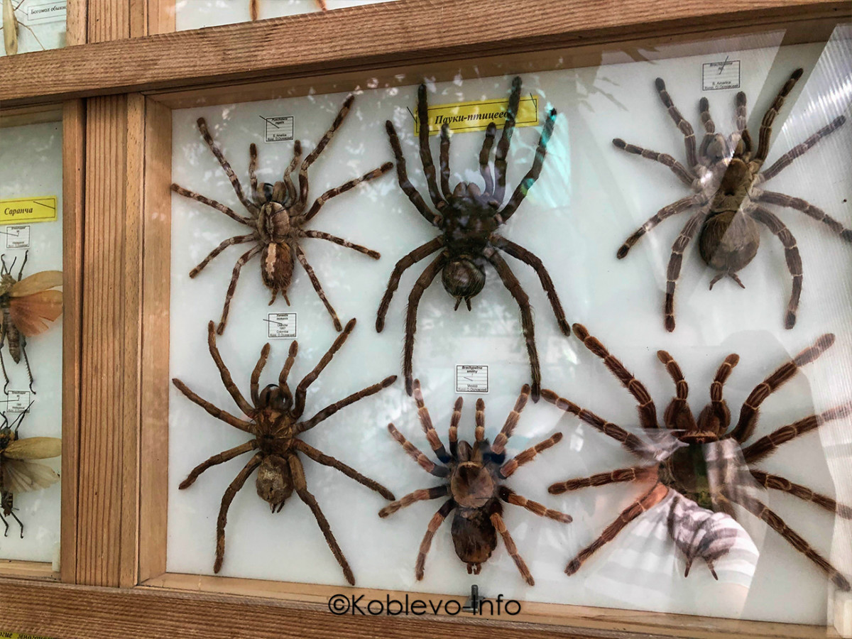 Фото пауков в Николаевском зоопарке