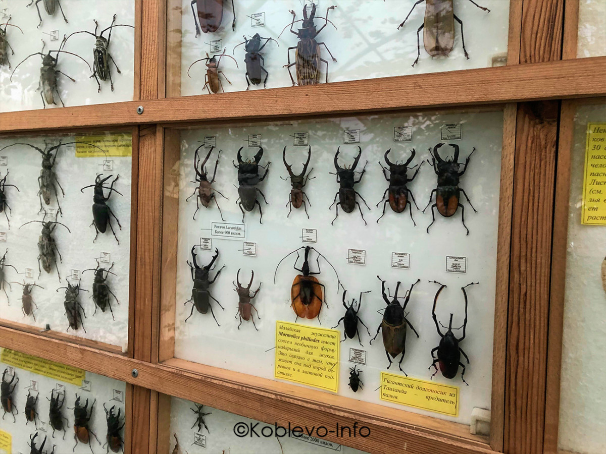 Фото жуков на выставке в Николаевском зоопарке