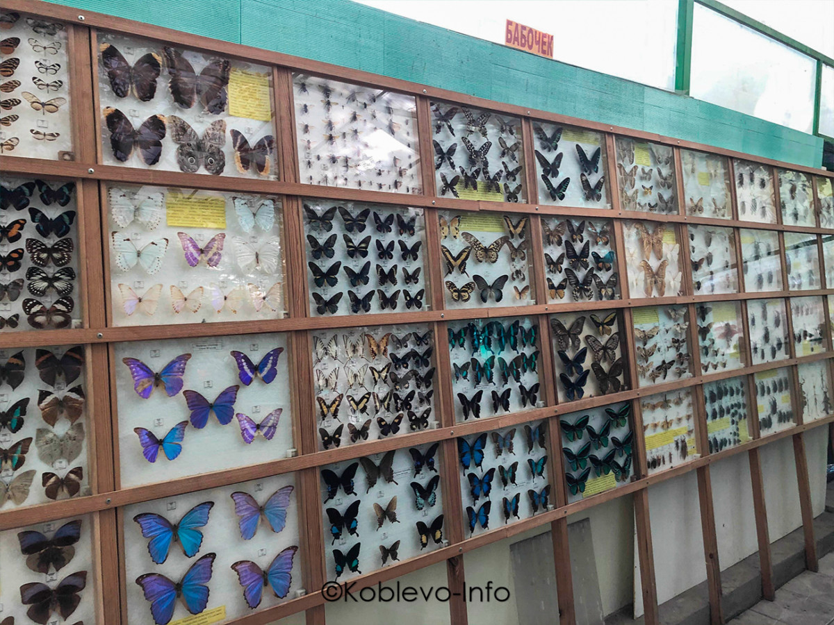 Посетить выставку бабочек и насекомых в Николаевском зоопарке