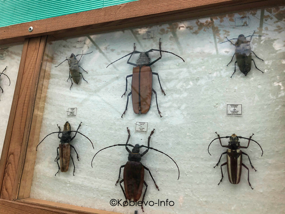 Виды жуков в Зоопарке Николаева