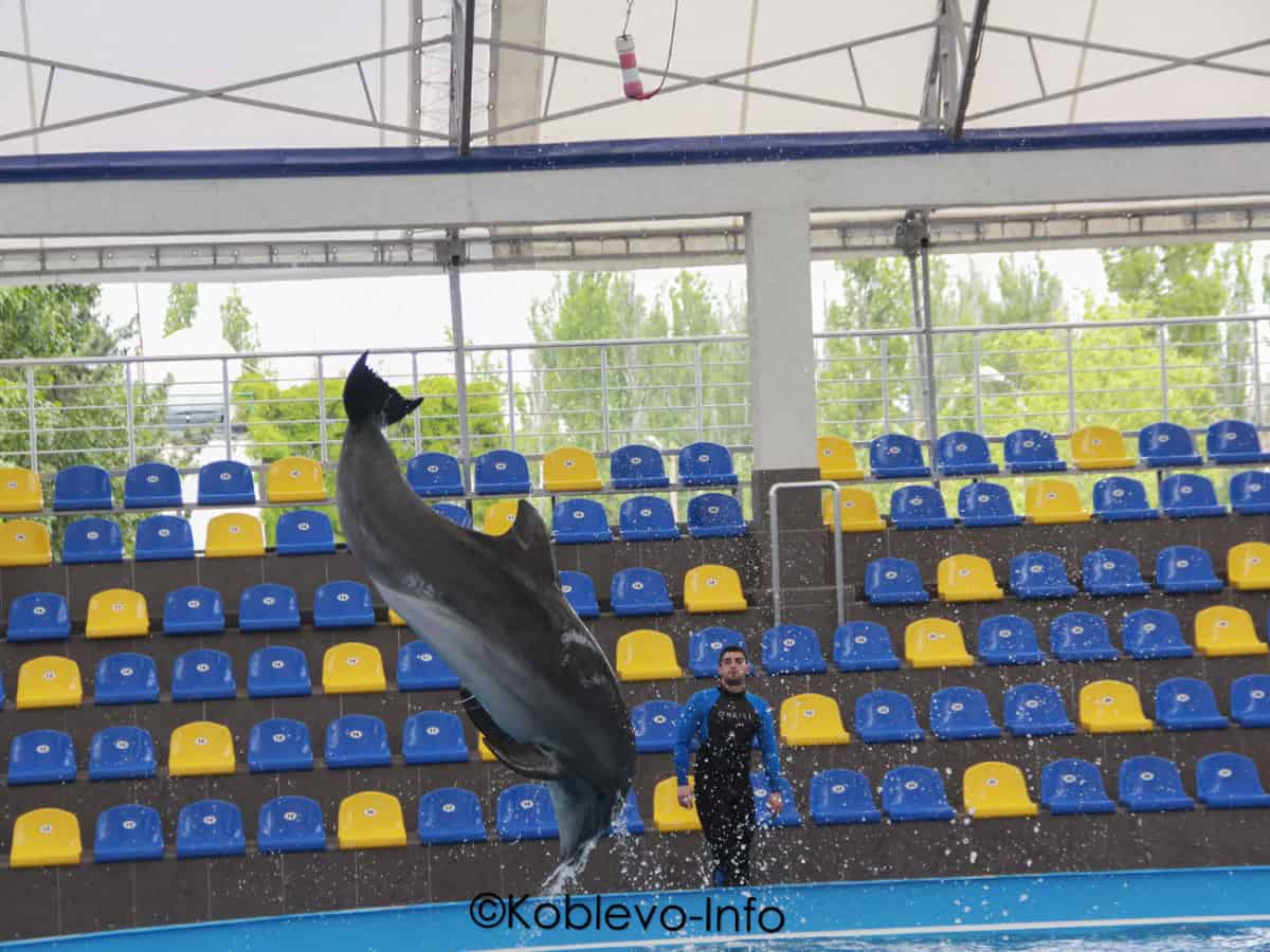 Фото с дельфином в Коблево