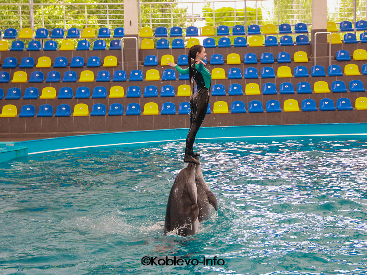 Выступление с дельфинами в Коблево