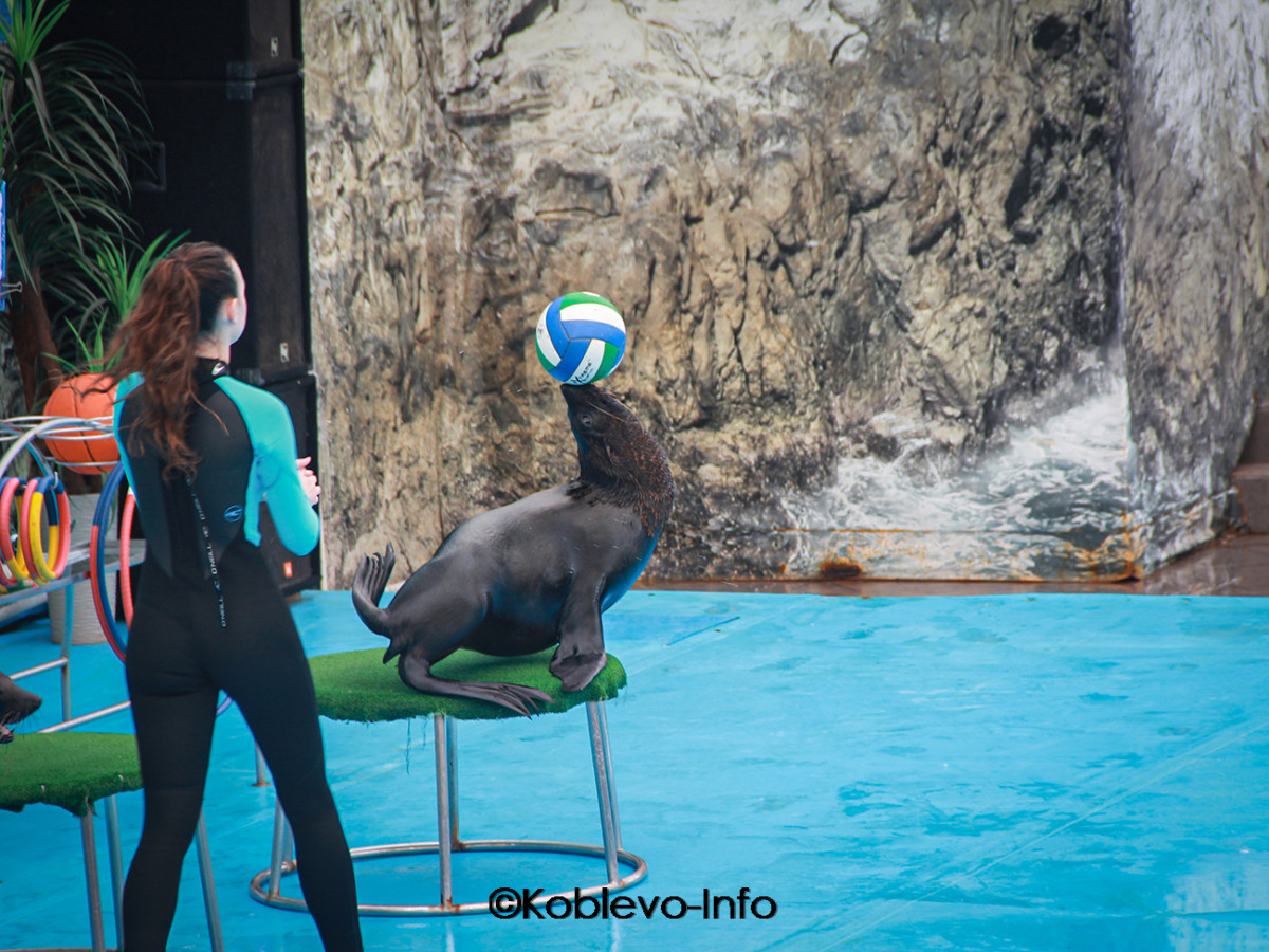 Представление в дельфинарии Немо в Коблево