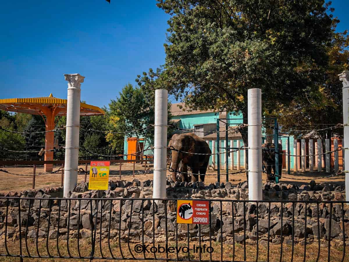 Слон в Николаевском зоопарке
