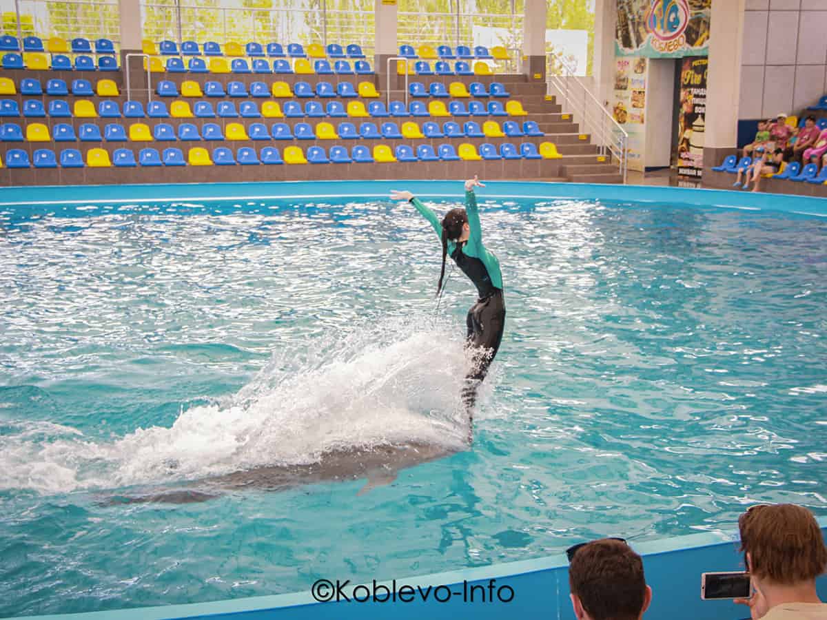 Представление в дельфинарии Коблево