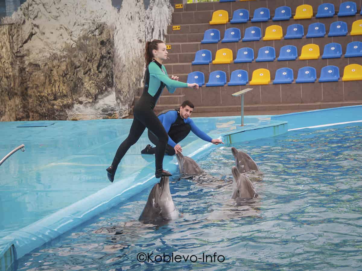 Трюки с дельфинами в дельфинарии Немо в Коблево