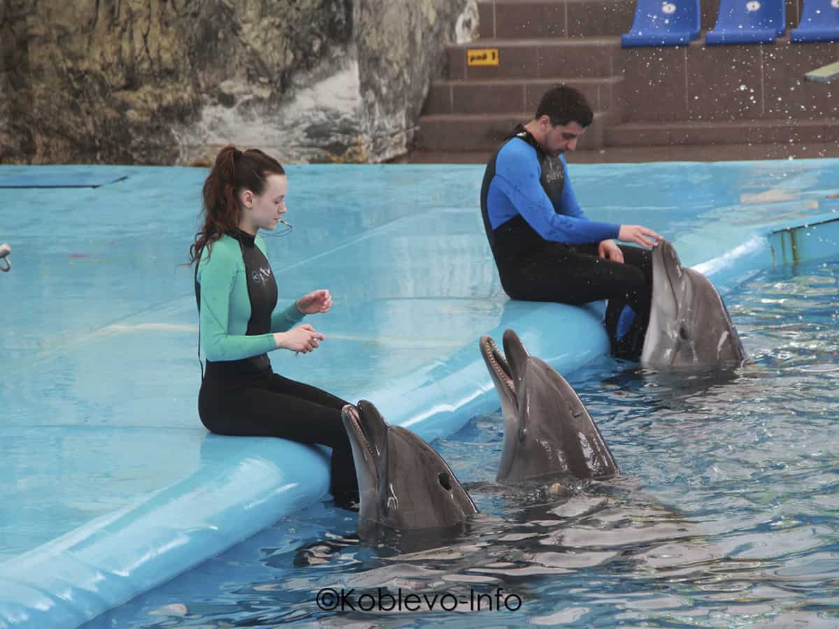 Главная достопримечательность Коблево дельфинарий