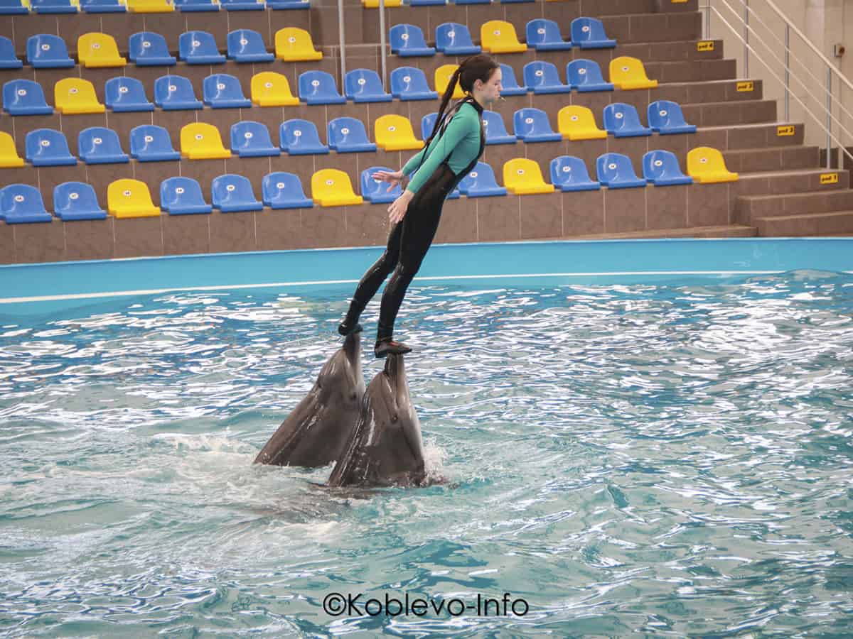 Время сеансов в дельфинарии Немо в Коблево