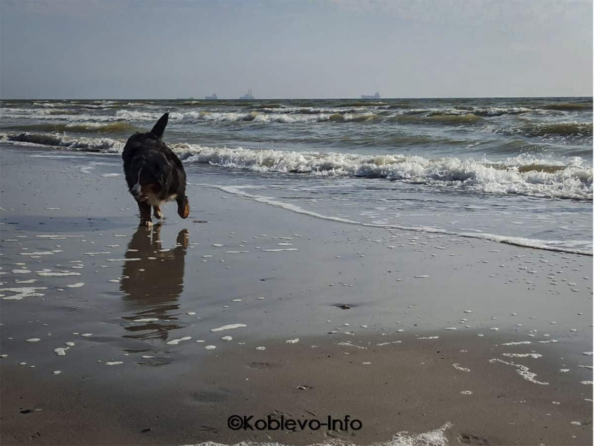 Куда поехать на море с собакой в Украине фото Коблево
