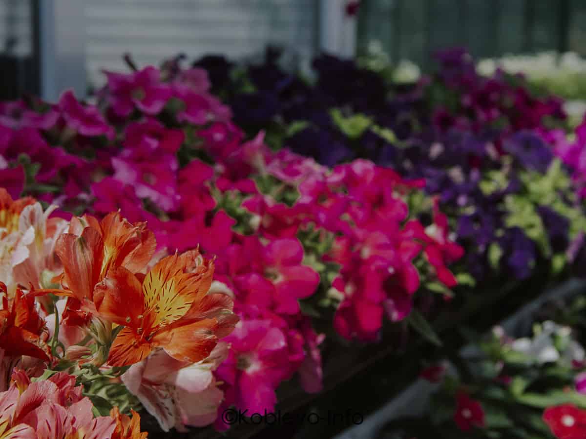Цены на цветочное оформление в Коблево