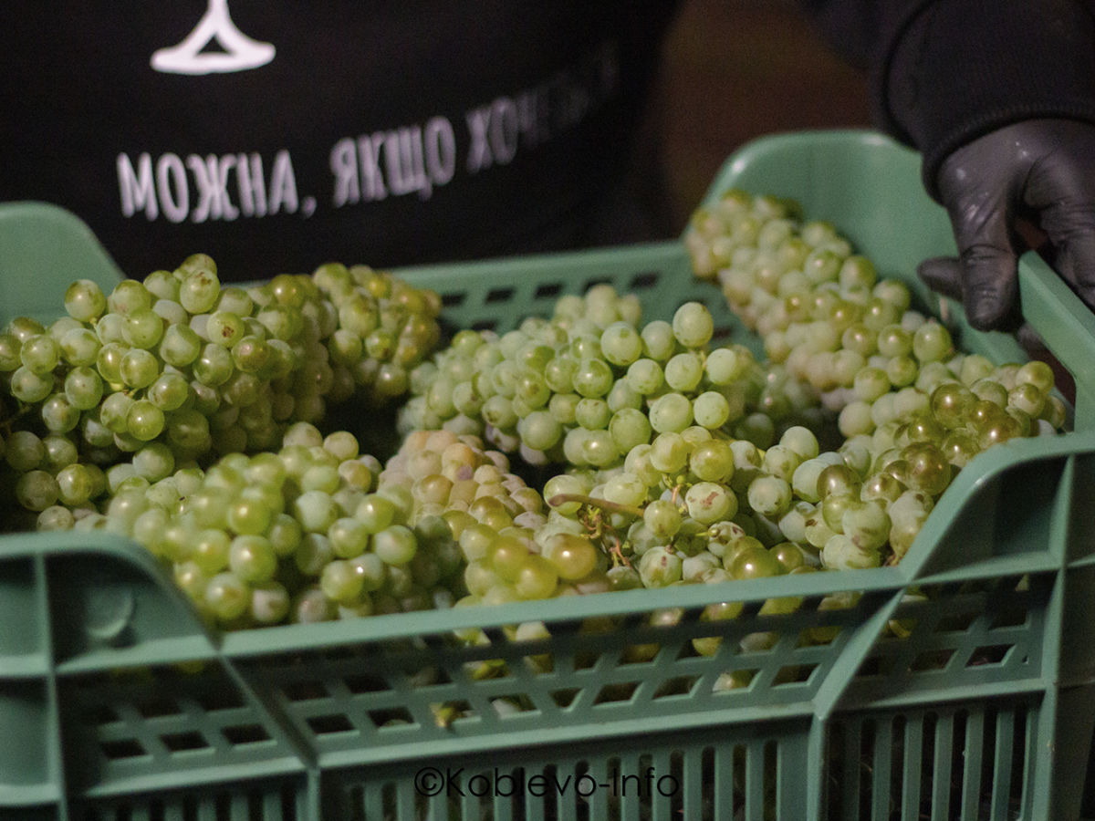 Урожай винограда в Коблево