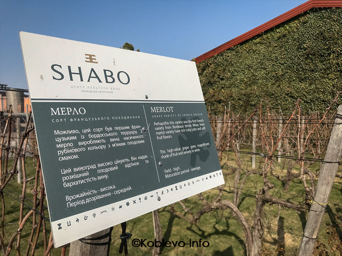 Виноградники на заводе Шабо