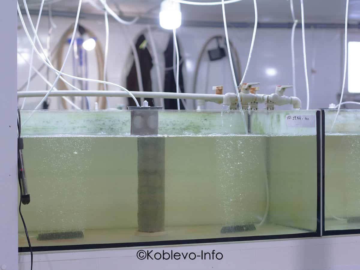 аквариум с мальками креветок эко креветочная ферма